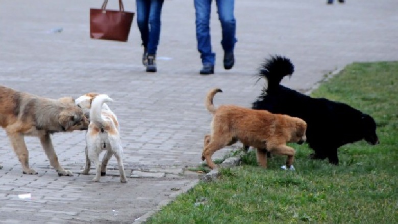 Gostivar  regjistrohen dy raste të kafshimit nga qent e pastreh 