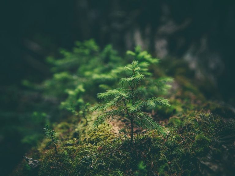 Small Steps Toward a Greener Earth